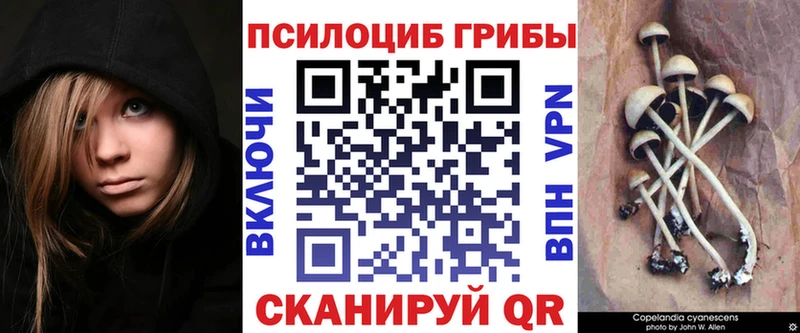 Купить  Гаврилов Посад  Галлюциногенные грибы прущие грибы 